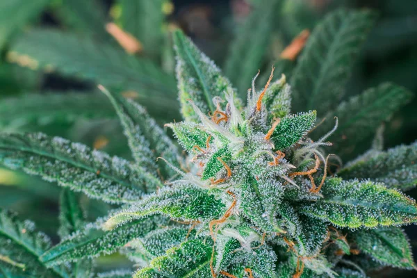 Marijuana makro - lila Trichomes — Stockfoto