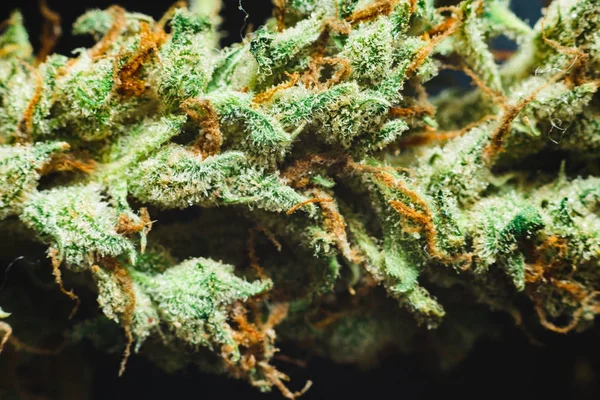 Macro de una flor de cannabis y tricomas en ella —  Fotos de Stock