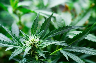 Makro çiçek esrar büyüyen sezonunda