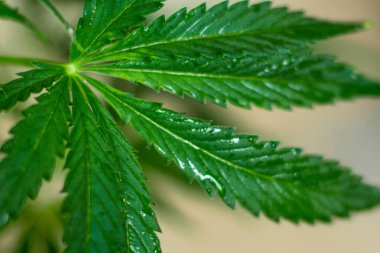 Makro çekim hibrid yaprak esrar su damlaları