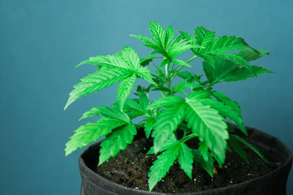 Μια νεαρή όμορφη κάνναβης φυτό ιατρική μαριχουάνα σε ένα μπλε φόντο με ένα μέρος του χώρου αντίγραφο εσωτερικη — Φωτογραφία Αρχείου