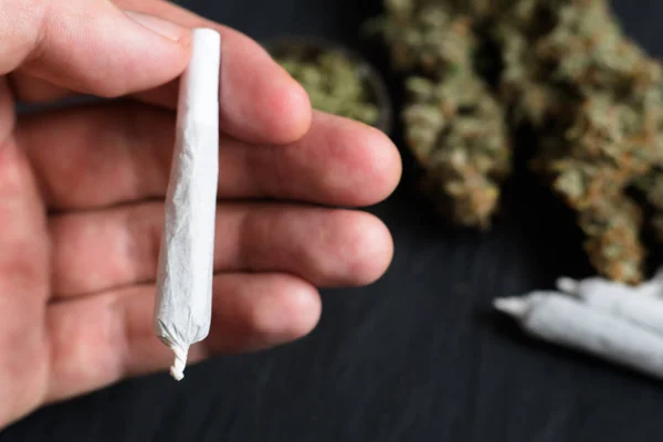 Articulación enrollada con marihuana en las manos de un hombre sobre el fondo de conos frescos de flores de cannabis —  Fotos de Stock