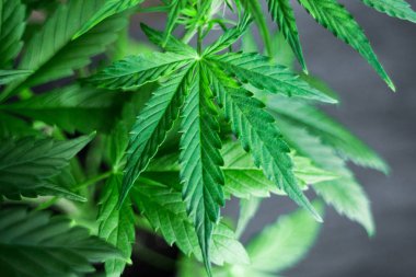 Bir esrar esrar ve çiçek makronun makro