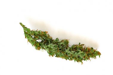 Esrar bud üst üzerinde izole beyaz arka plan görüntülemek