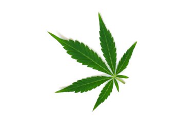 Güzel yeşil esrar yaprak makro üstten görünüm izole