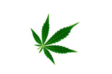 Güzel yeşil esrar yaprak makro üstten görünüm izole