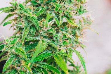 Makro bud esrar, tıbbi esrar cbd thc. Otlar esrar legalizing kavramlar, makro şeker trichomes ile evde, Bud esrar hasat önce kenevir yetiştirilen tomurcukları vurdu