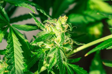 Bud esrar, marihuana cbd thc. Şifalı Bitkiler Esrar legalizing kavramlar, makro şeker trichomes ile evde, Bud esrar hasat önce kenevir yetiştirilen tomurcukları vurdu