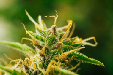trichomes cbd thc, grow kavramlarını ve tıbbi amaçlar için esrar kullanımı. Yasallaştıran kavramları güzel tomurcukları hasat önce ot. Esrar büyümek kapalı makro çekim