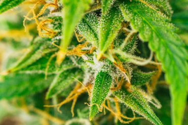 tıbbi amaçlar. Yasallaştıran kavramları güzel tomurcukları hasat önce ot. Esrar büyümek kapalı makro çekim şeker trichomes cbd thc kavramlarını grow ve esrar kullanımı