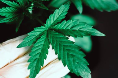 El tıbbi işçi ve bitki yaprakları esrar makronun sh bitki ve tıbbi esrar esrar yaprakları, esrar, marihuana, adama bitkisel eller güzel bir yaprak
