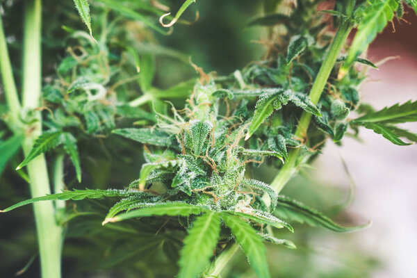 выращивание и использование марихуаны cbd Thc лекарственных средств. Концепции легализации трав сорняки, Макро выстрел с сахаром трихомы, почки выросли конопли в доме, Бад конопли до сбора урожая
