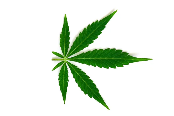 Aislado Hermosa hoja de cannabis verde macro vista superior aislado — Foto de Stock