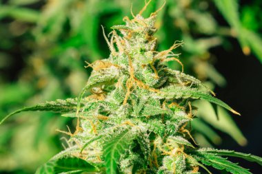Güzel tomurcukları esrar hasat önce kapalı yetiştirilen. Şeker trichomes cbd ile vurdu makro thc, grow kavramlarını ve tıbbi amaçlar için esrar kullanımı. Esrar yasallaştıran kavramları