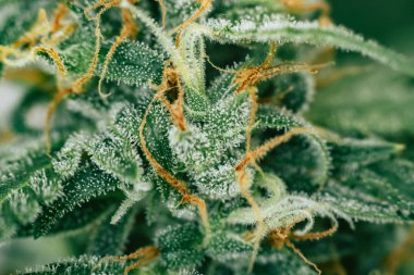 tomurcukları esrar otu şeker trichomes ile makro atış. Büyüt ve esrar trichomes cbd kullanımı kavramlarını thc tıbbi. Otlar legalizing kavramları kapalı büyümek