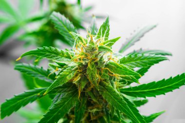Güzel tomurcukları esrar hasat önce kapalı yetiştirilen. Şeker trichomes cbd ile vurdu makro thc, grow kavramlarını ve tıbbi amaçlar için esrar kullanımı. Esrar yasallaştıran kavramları