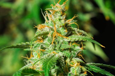 şeker cbd thc tıbbi trichomes, tomurcukları çok ot. Büyüt ve esrar trichomes kullanımı kavramları. Makro çekim esrar tomurcukları. Otlar legalizing kavramları kapalı büyümek. Kopya alanı