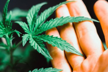 Küçük esrar yaprak bir adam elinde bir bitki örtüsü tıbbi esrar esrar, esrar, marihuana, adam bitkisel ellere yaprak yaprakları atış ap makro kavramdır