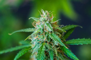 kapalı tomurcukları esrar büyümek hasat önce. Makro şeker trichomes ile vurdu. Büyüt ve esrar cbd kullanımı kavramlarını thc tıbbi. Otlar esrar legalizing kavramları