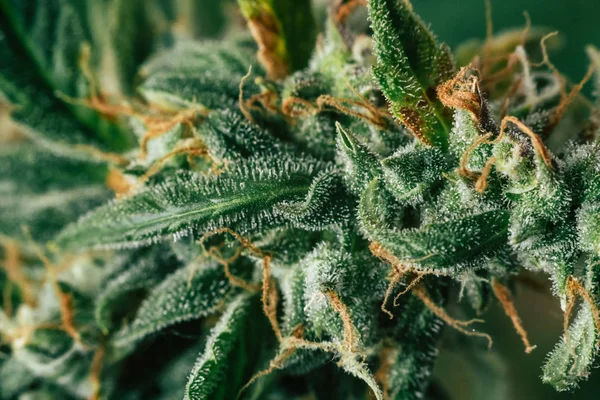 砂糖の毛で撮影マクロ美しい芽収穫前に家で育ったインド大麻。成長と cbd のマリファナの使用の概念 thc の薬効があります。ハーブ雑草を合法化の概念 — ストック写真