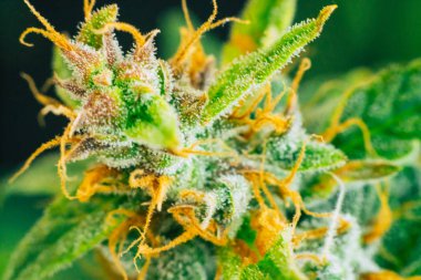 esrar tomurcukları hasat kapalı tomurcukları esrar şeker trichomes ile makro çekim büyümek. Büyüt ve esrar cbd kullanımı kavramlarını thc tıbbi. Otlar legalizing kavramları