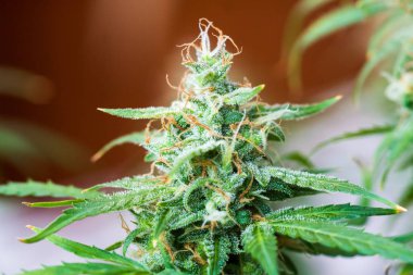 tomurcukları kenevir hasat öncesinde evin içinde büyüdü. Büyüt ve esrar cbd kullanımı kavramlarını thc tıbbi. Otlar esrar legalizing kavramlar, makro şeker trichomes ile vurdu.,