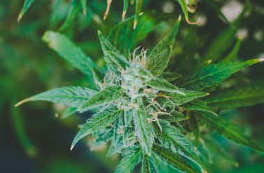 tomurcukları esrar şeker trichomes cbd thc, tıbbi esrar makro tomurcukları ile vurdu. Legalizing otlar ot,, evdeki yetişkin esrar, Bud esrar hasat önce kavramları