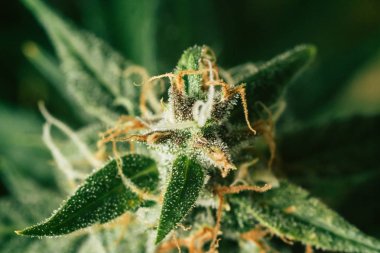 büyümek ve Marihuana tıbbi amaçlar için kullanmak. Yasallaştıran kavramları güzel tomurcukları hasat önce ot. Esrar büyümek kapalı makro şeker trichomes cbd thc kavramlarını vurdu