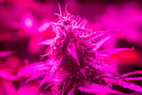 cannabis bud grown under LED lamps. The concept of growing medical marijuana under artificial light artificial. pink light toning