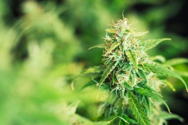 şeker trichomes ile ot. Büyüt ve esrar trichomes cbd kullanımı kavramlarını thc tıbbi. Makro çekim esrar tomurcukları. Otlar legalizing kavramları kapalı büyümek