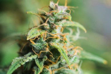 yetiştirilen kenevir hasat öncesinde evin içinde. Büyüt ve esrar cbd kullanımı kavramlarını thc tıbbi. Otlar esrar legalizing kavramlar, makro şeker trichomes ile tomurcukları vurdu