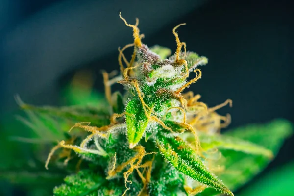Macro buds of marijuana trichomes cbd thc. Concepts of legalizing medicinal herbs weed, bud cannabis, Macro shot with sugar , buds grown cannabis in the house, Bud cannabis before harvest