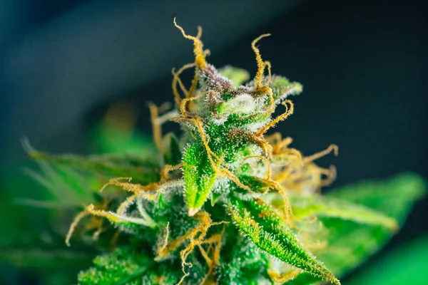 Makro tomurcukları esrar trichomes cbd, thc. Şifalı otlar ot, bud esrar legalizing kavramları makro şeker ile evde, Bud esrar hasat önce kenevir yetiştirilen tomurcukları vurdu
