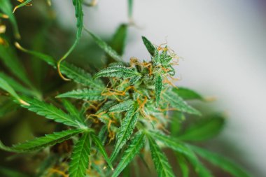 tomurcukları hasat önce. Esrar büyümek kapalı makro çekim şeker trichomes cbd thc kavramlarını grow ve Marihuana tıbbi amaçlarla kullanımı. Yasallaştıran kavramları