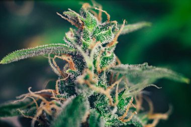 esrar tomurcukları kapalı tomurcukları esrar şeker trichomes ile makro çekim büyümek. Büyüt ve esrar cbd kullanımı kavramlarını thc tıbbi. Otlar legalizing kavramları
