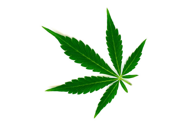 изоляция Красивый зеленый лист каннабиса макрос вид сверху изолирован
