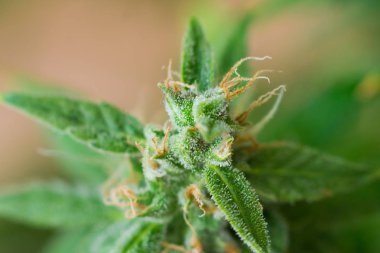 Güzel esrar tomurcukları içinde kapalı hasat önce büyüdü. Makro şeker trichomes ile vurdu. Büyüt ve esrar cbd kullanımı kavramlarını thc tıbbi. Otlar esrar legalizing kavramları