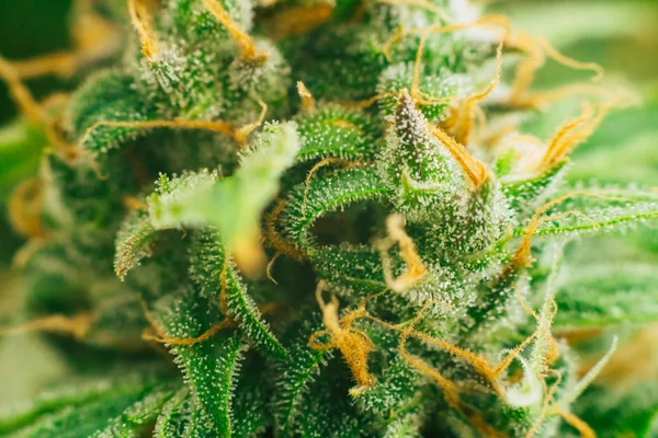 Macro shot with sugar trichomes cbd thc, concepts of grow and use of marijuana for medicinal purposes. Concepts legalizing weed Beautiful buds before harvest. cannabis grow indoor — Stock Photo, Image