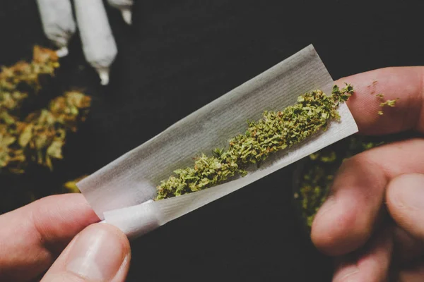 Não totalmente rolou articulação jamb nas mãos de um homem maconha erva O conceito de legalização da maconha e o uso de cannabis para fins medicinais — Fotografia de Stock