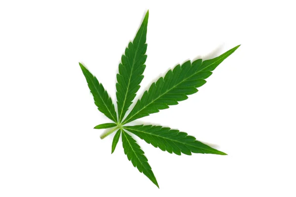 Aislado Hermosa hoja de cannabis verde macro vista superior aislado — Foto de Stock