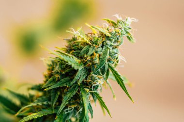 Şeker trichomes cbd ile vurdu makro thc, grow kavramlarını ve tıbbi amaçlar için esrar kullanımı. Yasallaştıran kavramları güzel tomurcukları hasat önce ot. Esrar büyümek kapalı