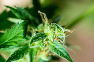 trichomes cbd thc shot esrar, makro tomurcukları tıbbi esrar ile şeker. Otlar legalizing kavramları ot, esrar evde, Bud esrar hasat önce yetiştirilen tomurcukları
