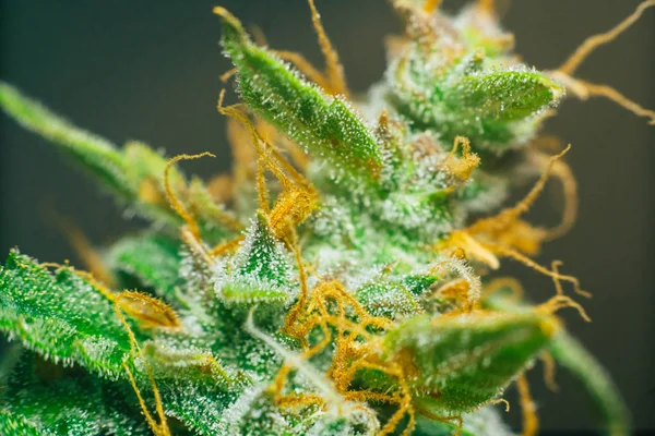 Zucker Trichome cbd thc Schuss Cannabis, mit Makroblüten von medizinischem Marihuana. Konzepte der Legalisierung von Kräutern Unkraut, Knospen angebaut Cannabis im Haus, Knospe Cannabis vor der Ernte — Stockfoto