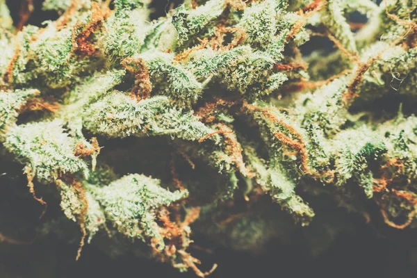 Tiro macro de una flor de cannabis y tricomas en él Matting color vintage —  Fotos de Stock