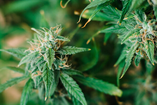 марихуана Макро на бутонах травы с сахарными трихомами. Концепция выращивания и употребления марихуаны трихомами cbd thc лекарственными. Концепции легализации трав растут в помещении
