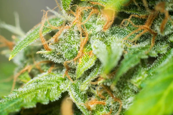 Marihuana medicinal cbd thc. Conceptos de legalización de hierbas herbáceas, Macro inyectado con tricomas de azúcar, brotes cultivados de cannabis en la casa, cannabis Bud antes de la cosecha — Foto de Stock