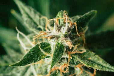 Büyüt ve tıbbi amaçlar için esrar kullanımı kavramları. Yasallaştıran kavramları güzel tomurcukları hasat önce ot. Esrar büyümek kapalı makro şeker trichomes cbd vurdu thc