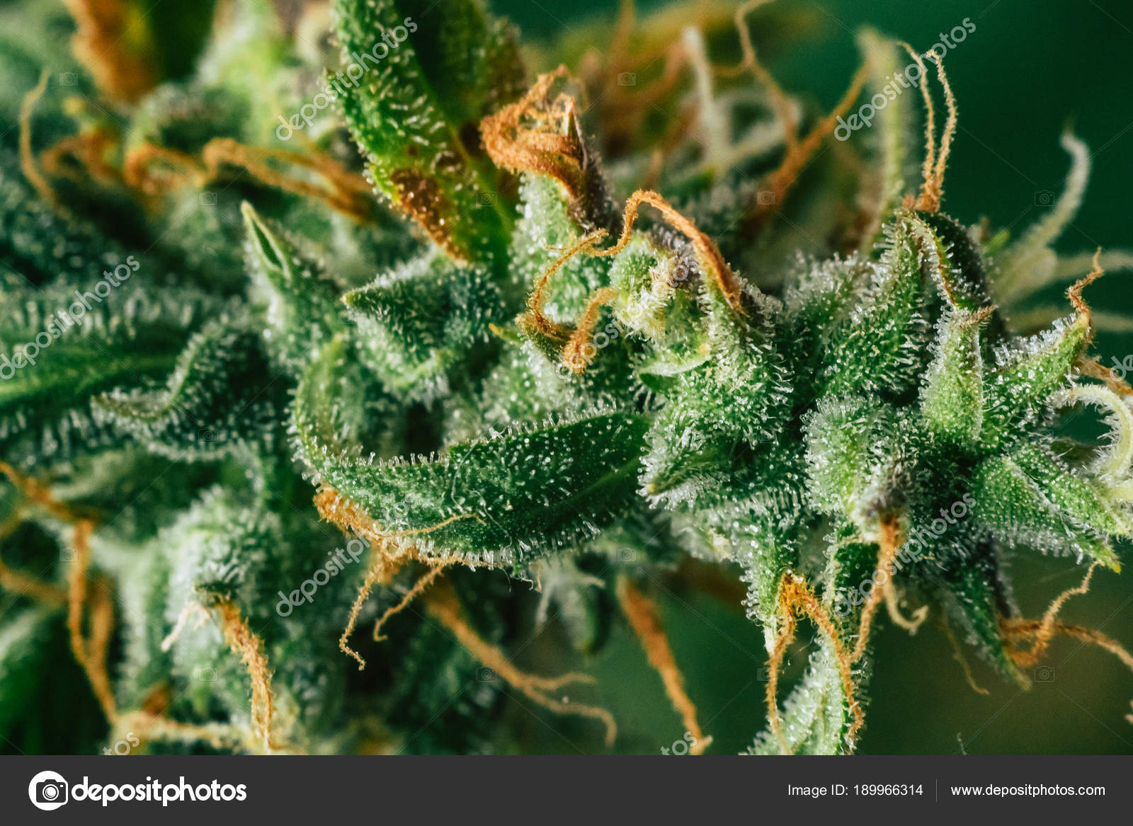 Knospen vor der Ernte. Anbau von Cannabis indoor Makro Schuss Zucker Trichome Cbd thc Konzepte