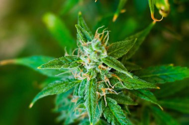 esrar tomurcukları içinde kapalı hasat önce büyüdü. Makro şeker trichomes ile vurdu. Büyüt ve esrar cbd kullanımı kavramlarını thc tıbbi. Otlar esrar legalizing kavramları
