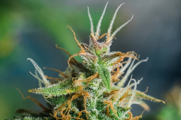 Bud cannabis antes de la cosecha. conceptos de cultivo y uso de marihuana cbd thc medicinal . —  Fotos de Stock